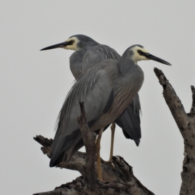 Egretta novaehollandiae (White-faced Heron) at Guthalungra, QLD - 23 Aug 2019 by TerryS