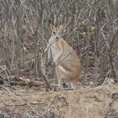 Macropus agilis (Agile Wallaby) at Guthalungra, QLD - 23 Aug 2019 by TerryS