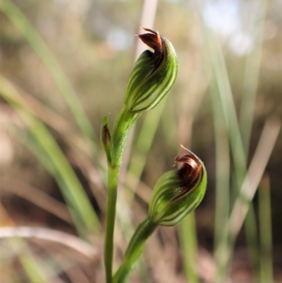 Speculantha rubescens (Blushing Tiny Greenhood) at Aranda, ACT - 30 Mar 2023 by CathB