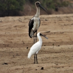 Platalea regia (Royal Spoonbill) at Guthalungra, QLD - 24 Aug 2019 by TerryS