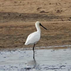 Platalea regia (Royal Spoonbill) at Guthalungra, QLD - 24 Aug 2019 by TerryS