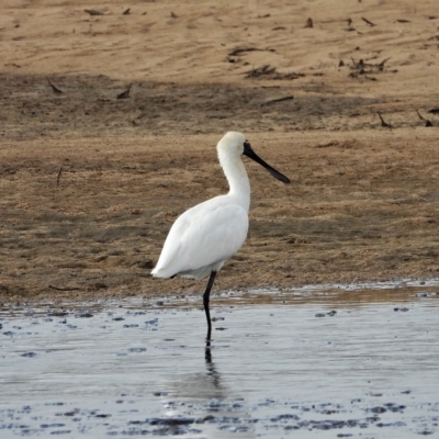 Platalea regia (Royal Spoonbill) at Guthalungra, QLD - 23 Aug 2019 by TerryS