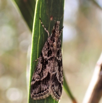 Scoparia oxygona (A Pyralid moth) at Aranda Bushland - 30 Mar 2023 by CathB