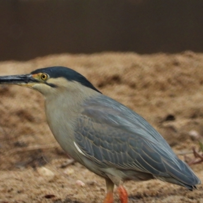 Butorides striata (Striated Heron) at Guthalungra, QLD - 23 Aug 2019 by TerryS