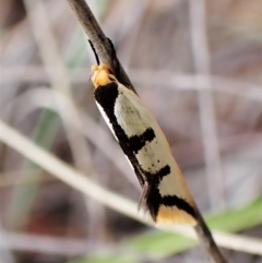 Ocystola crystallina (A Concealer moth) at Aranda Bushland - 30 Mar 2023 by CathB