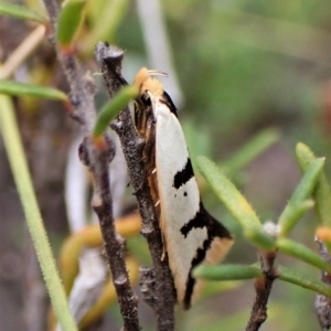 Ocystola crystallina at Aranda, ACT - 30 Mar 2023