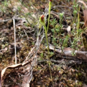 Speculantha rubescens at Aranda, ACT - suppressed