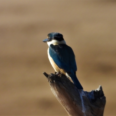 Todiramphus sanctus (Sacred Kingfisher) at Guthalungra, QLD - 24 Aug 2019 by TerryS