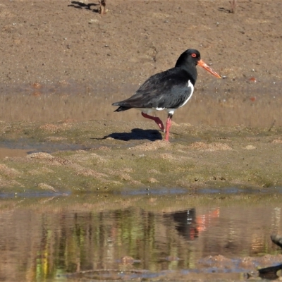 Haematopus longirostris (Australian Pied Oystercatcher) at Guthalungra, QLD - 24 Aug 2019 by TerryS