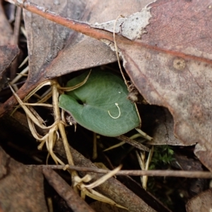 Acianthus collinus at Aranda, ACT - 30 Mar 2023