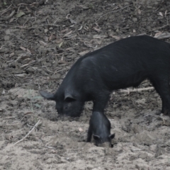 Sus scrofa (Pig (feral)) at Guthalungra, QLD - 13 Jun 2015 by TerryS