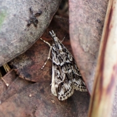 Scoparia oxygona (A Pyralid moth) at Aranda, ACT - 30 Mar 2023 by CathB