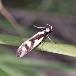 Epithymema incomposita at Aranda, ACT - 30 Mar 2023 04:42 PM