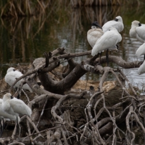 Platalea regia at Fyshwick, ACT - 2 Apr 2023 12:35 PM