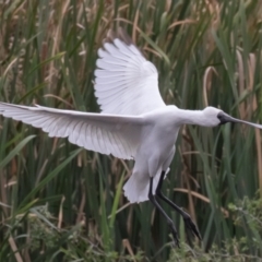 Platalea regia at Fyshwick, ACT - 2 Apr 2023 12:35 PM