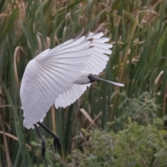 Platalea regia at Fyshwick, ACT - 2 Apr 2023 12:35 PM