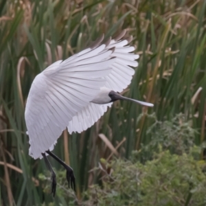 Platalea regia at Fyshwick, ACT - 2 Apr 2023 12:35 PM