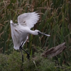 Platalea regia at Fyshwick, ACT - 2 Apr 2023 12:35 PM