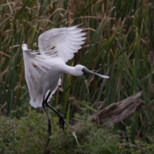 Platalea regia at Fyshwick, ACT - 2 Apr 2023 12:35 PM