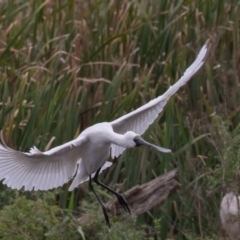 Platalea regia at Fyshwick, ACT - 2 Apr 2023 12:35 PM