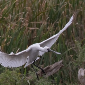 Platalea regia at Fyshwick, ACT - 2 Apr 2023 12:35 PM