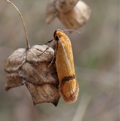 Plectobela undescribed species (A concealer moth) at Mount Painter - 1 Apr 2023 by CathB