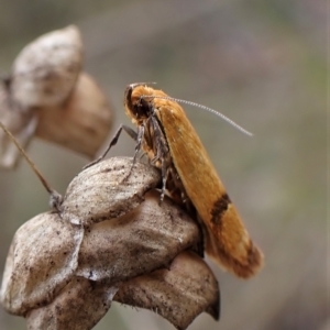 Plectobela undescribed species at Cook, ACT - 1 Apr 2023