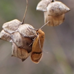 Plectobela undescribed species at Cook, ACT - 1 Apr 2023