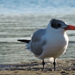 Hydroprogne caspia (Caspian Tern) at Guthalungra, QLD - 12 Jul 2015 by TerryS