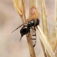 Rivellia sp. (genus) (Signal fly) at Cook, ACT - 1 Apr 2023 by CathB