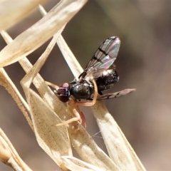 Rivellia sp. (genus) at Cook, ACT - 1 Apr 2023