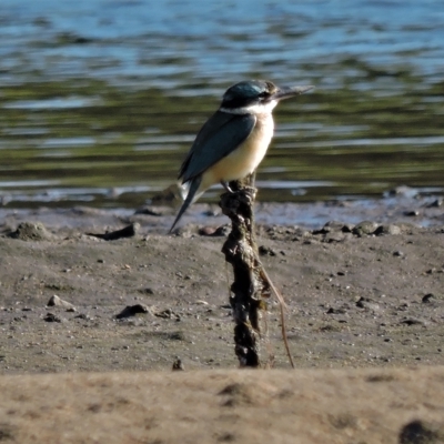 Todiramphus sanctus (Sacred Kingfisher) at Guthalungra, QLD - 8 Aug 2015 by TerryS