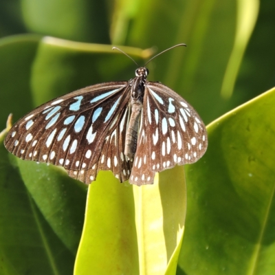 Tirumala hamata (Blue Tiger) at Guthalungra, QLD - 7 Aug 2015 by TerryS