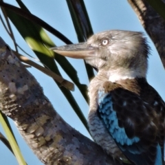 Dacelo leachii (Blue-winged Kookaburra) at Guthalungra, QLD - 7 Aug 2015 by TerryS
