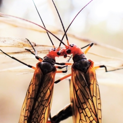 Chorista australis (Autumn scorpion fly) at Cook, ACT - 1 Apr 2023 by CathB