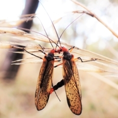 Chorista australis at Cook, ACT - 1 Apr 2023 04:24 PM