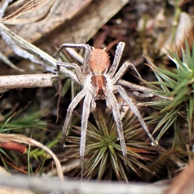 Argoctenus sp. (genus) (Wandering ghost spider) at Mount Painter - 1 Apr 2023 by CathB