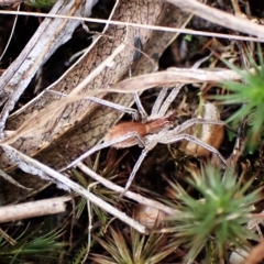 Argoctenus sp. (genus) at Cook, ACT - 1 Apr 2023