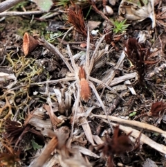 Argoctenus sp. (genus) at Cook, ACT - 1 Apr 2023