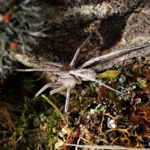 Argoctenus sp. (genus) at Cook, ACT - 1 Apr 2023 04:45 PM