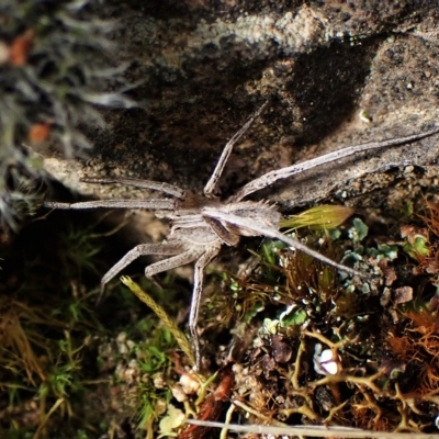 Argoctenus sp. (genus) (Wandering ghost spider) at Mount Painter - 1 Apr 2023 by CathB