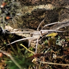 Argoctenus sp. (genus) at Cook, ACT - 1 Apr 2023 04:45 PM