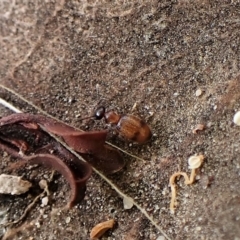 Anthicinae (subfamily) (Ant-like flower beetles, ant-like beetles) at Mount Painter - 1 Apr 2023 by CathB