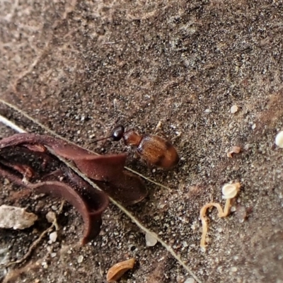 Anthicinae (subfamily) (Ant-like flower beetles, ant-like beetles) at Mount Painter - 1 Apr 2023 by CathB
