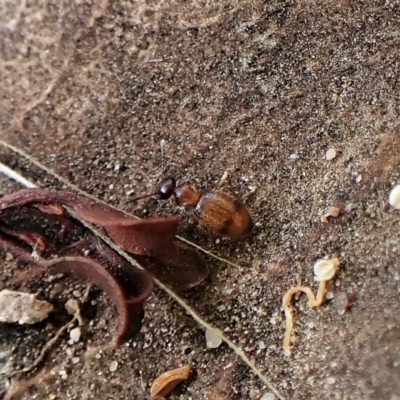 Anthicinae (subfamily) (Ant-like flower beetles, ant-like beetles) at Cook, ACT - 1 Apr 2023 by CathB