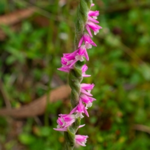 Spiranthes australis at Cotter River, ACT - suppressed