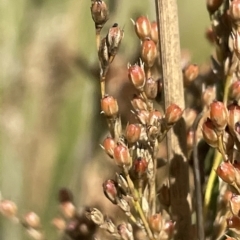 Juncus sarophorus (Broom Rush) at Tennent, ACT - 31 Mar 2023 by JaneR