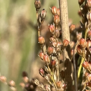 Juncus sarophorus at Tennent, ACT - 31 Mar 2023