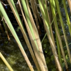 Juncus sarophorus at Tennent, ACT - 31 Mar 2023