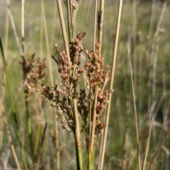 Juncus sarophorus at Tennent, ACT - 31 Mar 2023